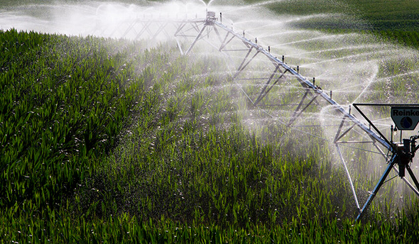 Irrigation pivor watering a field of corn.